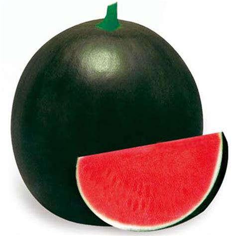 Seedless Watermelon Variety Triploid 3x 988 Asian And Tropical