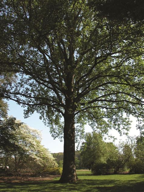 Vanishing Acts Kentucky Trees Of Concern Oak Tree Bernheim