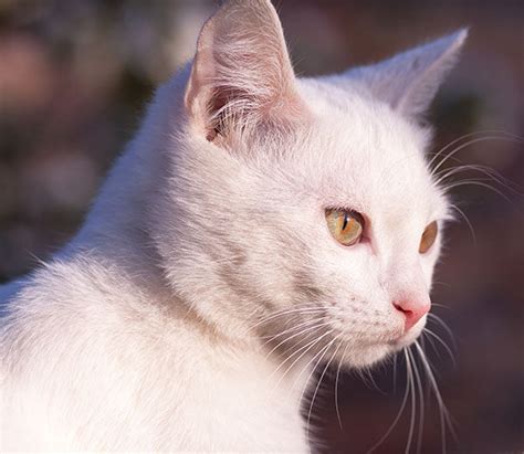 Gato Blanco Significado Razás Mas Comunes Y Otras Curiosidades Fast