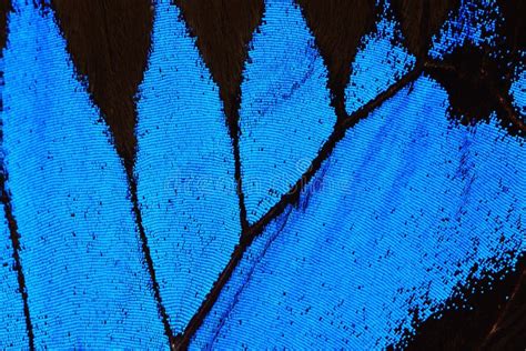 Blue Butterfly Wing Stock Photo Image Of Wing Macro 55211592