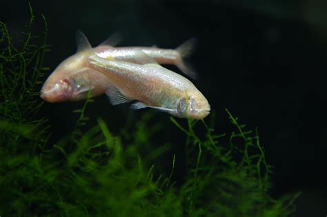 The Blind Cave Tetra The Freshwater Fish With No Eyes Worldatlas