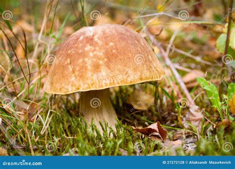 Autumn Forest Eatable Mushroom Stock Photo Image Of Boletus Mushroom