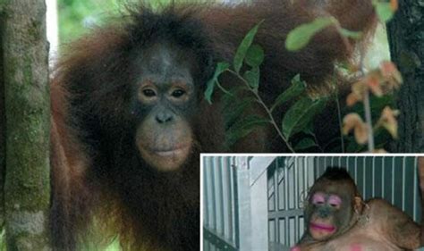 Meet Pony An Orangutan Who Was Forced To Be A Sex Slave Human