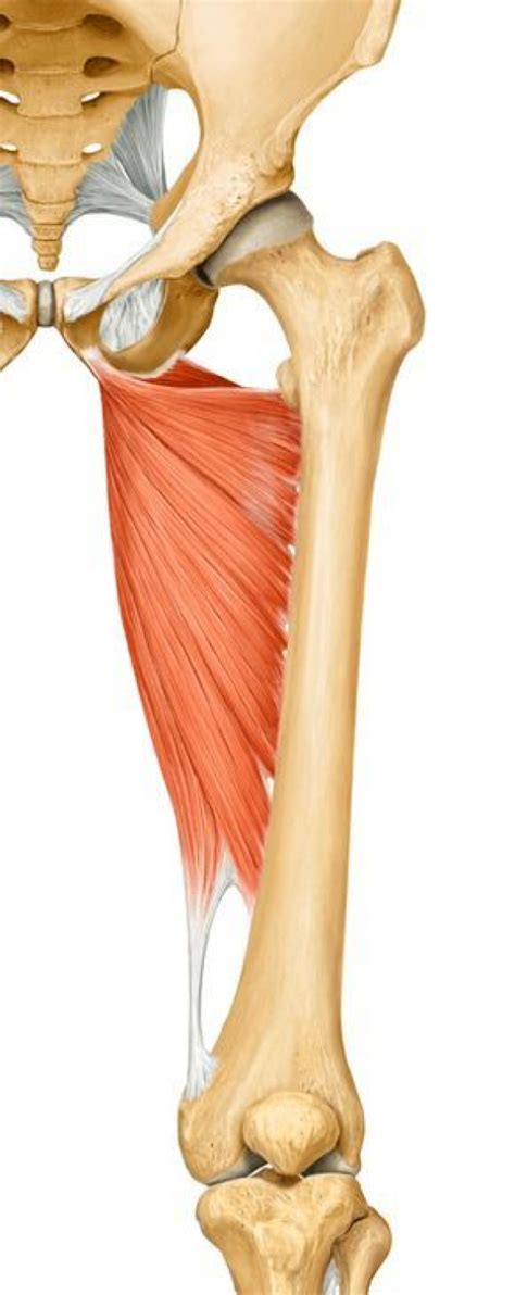 The Adductor Magnus Muscle Of The Month In 2020 Muscle Anatomy Hip