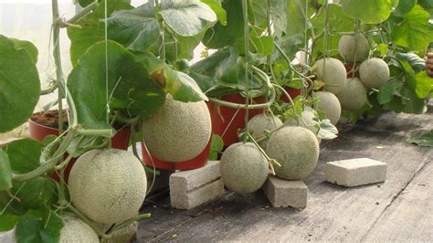 Cabe merupakan bahan sayuran rumah tangga yang mempunyai banyak manfaat. Informasi Penting Tentang Cara Menanam Melon dan Semua ...