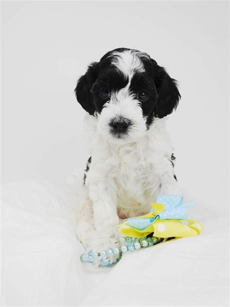 Adopt your own pup today! Black and white parti mini Australian Labradoodle Puppy ...
