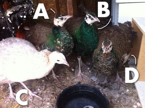 Sexing Peahens Or Peacocks With Pics Backyard Chickens Learn How To Raise Chickens