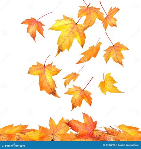 Maple Leaves Falling On White Stock Photography Image 6789292