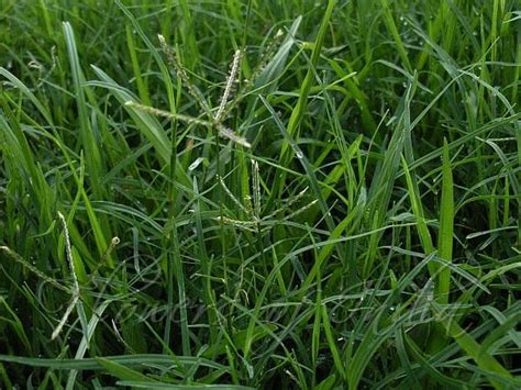 Cynodon Dactylon Common Lawn Grass