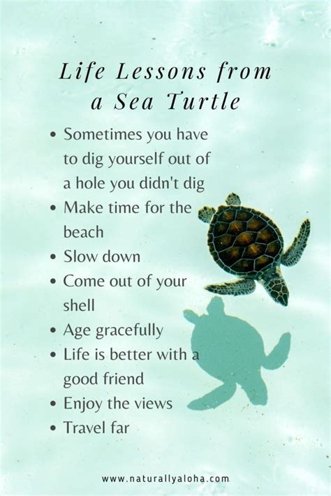 Beautiful Life Lessons From A Sea Turtle Turtle Quotes