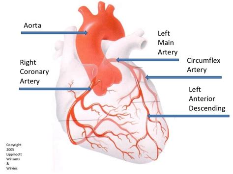 The most common variation is the origin of the posterior descending artery, as it can branch off from either the right or left coronary artery, sometimes even. Jan 11, 2015 - Cardiovascular Anatomy (Lombardi ...