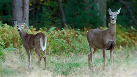 Antlerless Deer Permit Announcement