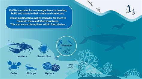 How Carbon Emissions Acidify Our Ocean Iaea