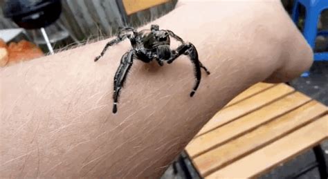Animated Jumping Spider 