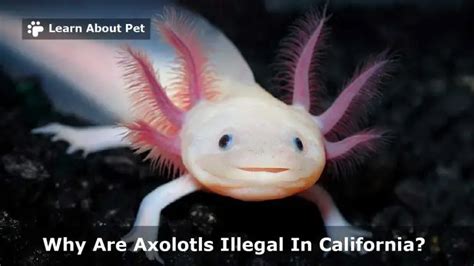 Why Are Axolotls Illegal In California 7 Cool Facts 2023