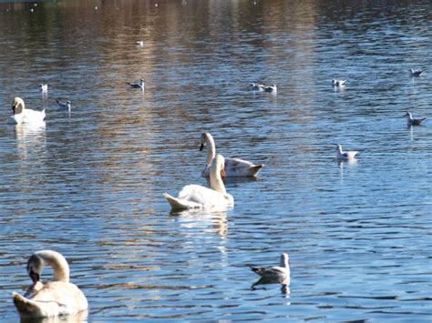 890 Lago Waterfowl Stock Photos Pictures And Royalty Free Images Istock