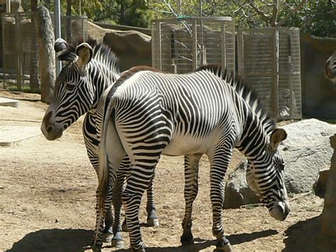 Zebras San Diego Zoo By Darkslayer32 On Deviantart