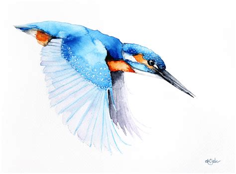 Kingfishers Watercolours Illustrations On Behance