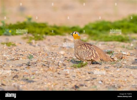 Adult Male Crowned Sandgrouse Pterocles Coronatus Standing On The