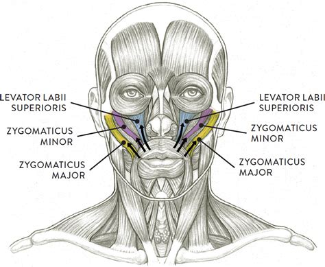 Arrows indicate direction of muscular contraction.