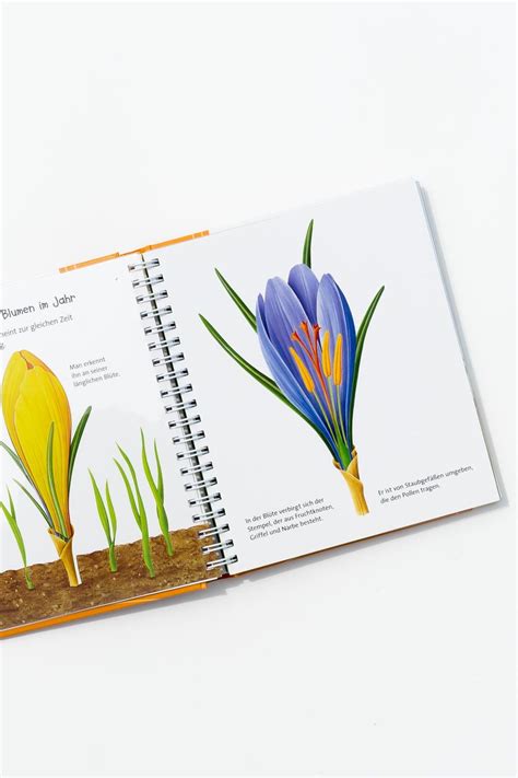 Laden sie lizenzfreie löwenzahn blumen auf weißem hintergrund stockvektoren 100603296 aus depositphotos' kollektion von millionen erstklassiger stockfotos, vektorgrafiken und illustrationen mit hoher auflösung herunter. Die Blume aus Meyers Kinderbibliothek (Sommerbücher für ...
