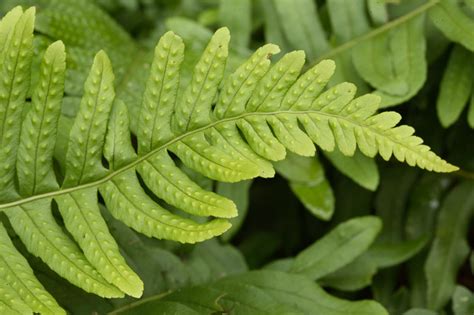 Polypodium Vulgare Common Polypody