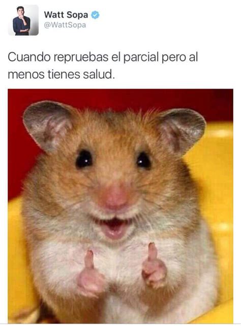 Top Memes De Hamster En Español Memedroid