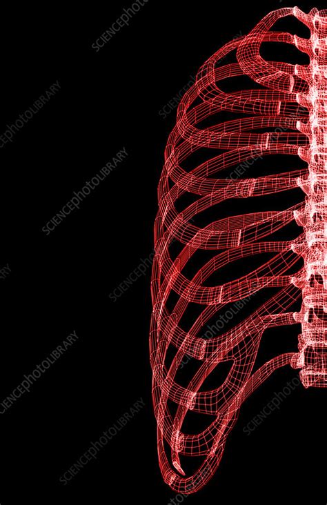 The Ribs Stock Image F0020602 Science Photo Library