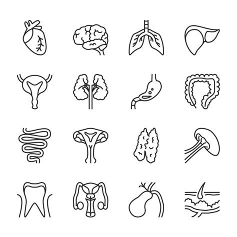 Human Internal Organs Thin Line Icon Set Isolated 3224393 Vector Art At