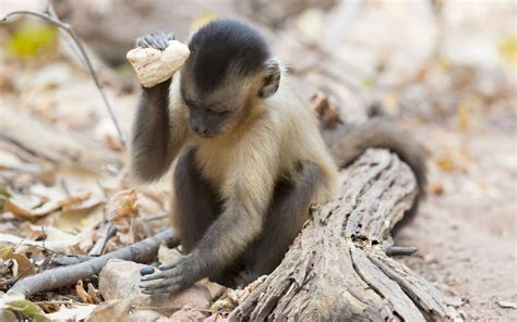 Les Singes Capucins Utilisaient Déjà Des Outils En Pierre Il Y A 3000 Ans