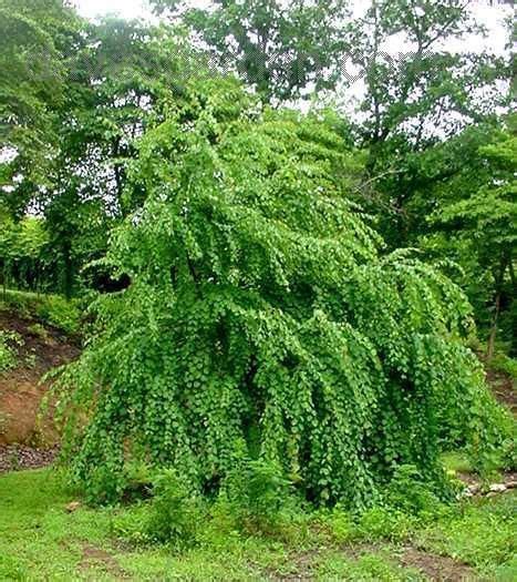 Plantfiles Pictures Weeping Katsura Tree Cercidiphyllum Japonicum F