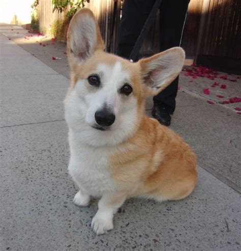 Dog Of The Day Tidus The Famous Corgi The Dogs Of San Francisco