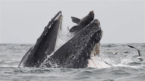 Whale Swallows Sea Lion It Was A Once In A Lifetime Event Bbc News