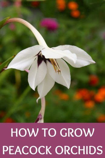 How To Grow Peacock Orchids A Quick But Complete Guide