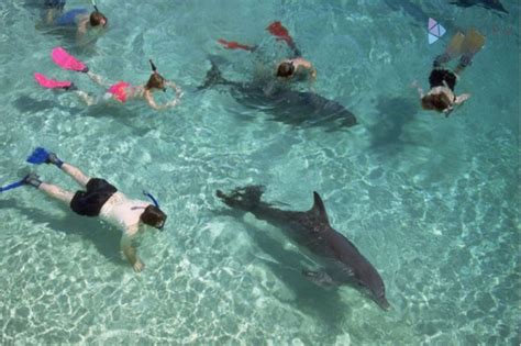 Feds Propose Ban On Swimming With Dolphins In Hawaii Las Vegas Review