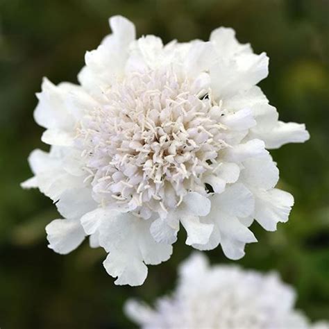 Scabiosa Flutter Pure White Scabiosa Columbaria White