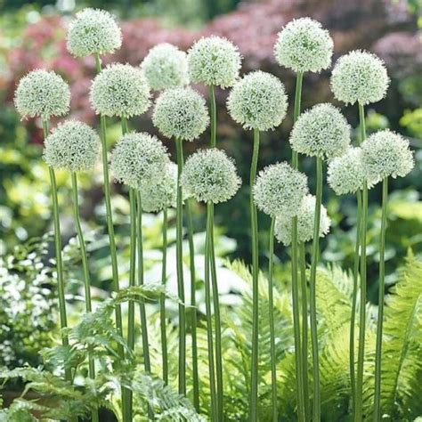Maybe you would like to learn more about one of these? Mount Everest Allium Bulbs ,Perennial ,Snowy white, Deer ...