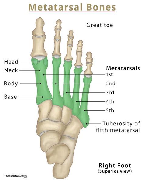 Metatarsal Bones Definition Location Anatomy And Functions
