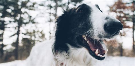 How Do You Know If Your Dog Has A Mouth Infection