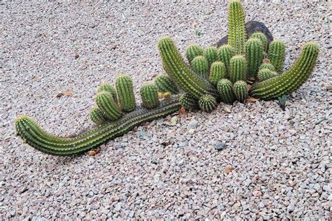 Xeriscaping Is A Water Saving Method You Cannot Miss Out On