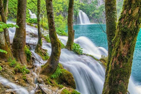 Trees With Moss And Waterfall At Plitvice Lakes Nature Reserve Stock