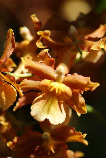 Odontocidium Catatante Pacific Sun Spots Orchids Oncidium Plants