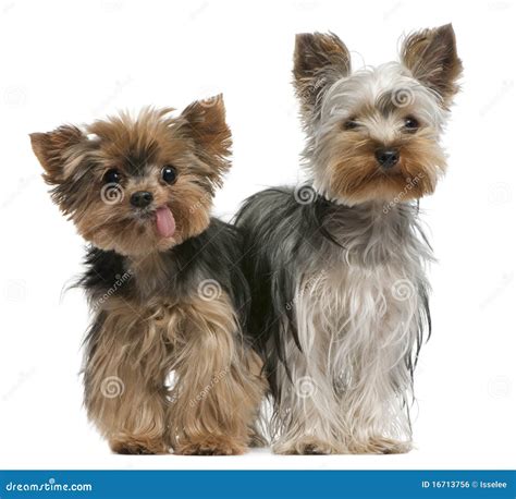 Young And Old Yorkshire Terriers Stock Photo Image Of Dogs Copy