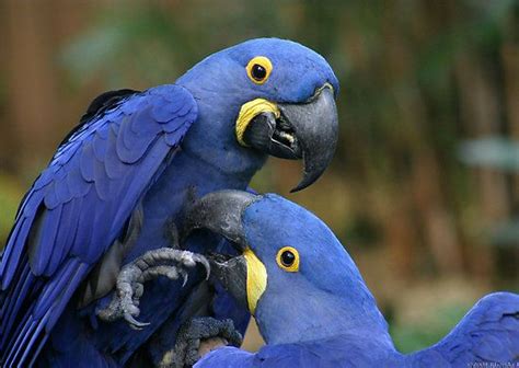 Hyacinth Macaws By Rhonda Clements The Hyacinth Macaw Is The Largest