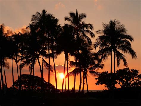 Palm Tree Sunset Hawaii Pictures