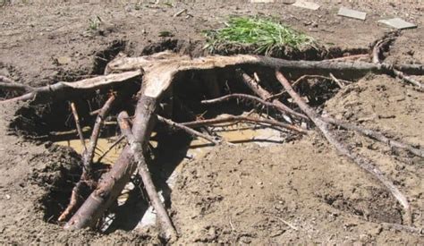 To dig out a stump yourself, you. How to Remove Tree Stumps the Most Fun and Easy Way: With ...