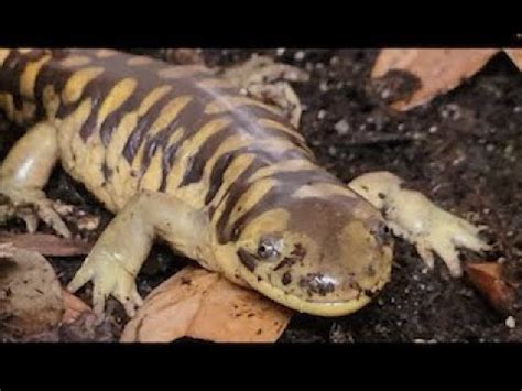 Reasons Tiger Salamanders Make Great Pets Housepetscare Com