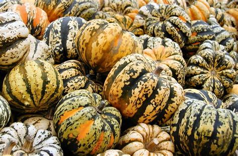 8 Types Of Squash We Should All Be Cooking With More Often Squash