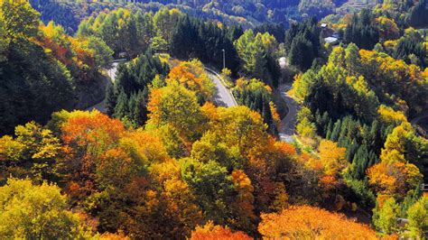 Nagano Forest Bing Wallpaper Download