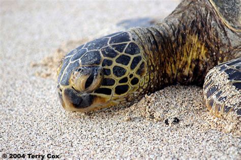 Comparison Of California Sea Turtles